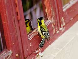 Image of Black-lored Tit