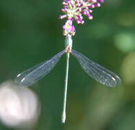 Image of Chalcolestes Kennedy 1920