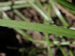 Image of Lady's leek