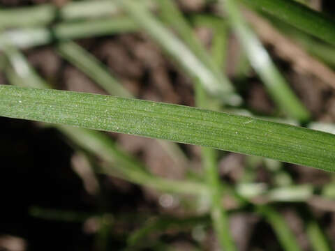 Image of Lady's leek