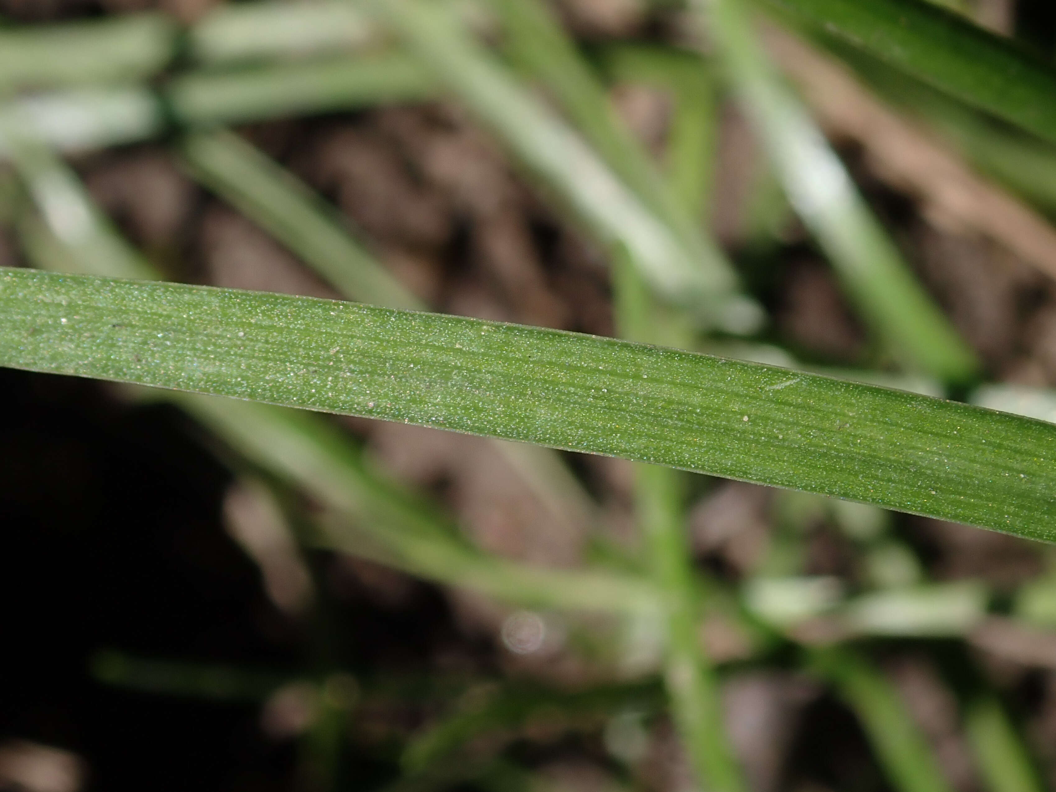 Image of Lady's leek