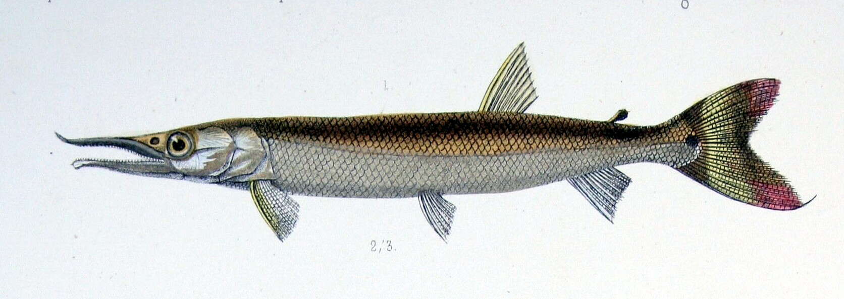 Image of Boulengerella cuvieri (Spix & Agassiz 1829)