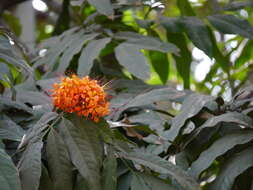 Image of Ashoka tree