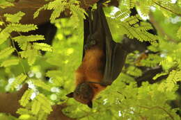 Image of Indian Flying Fox