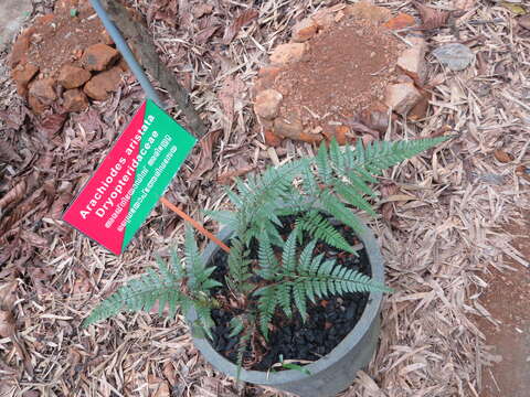 Image of East Indian hollyfern