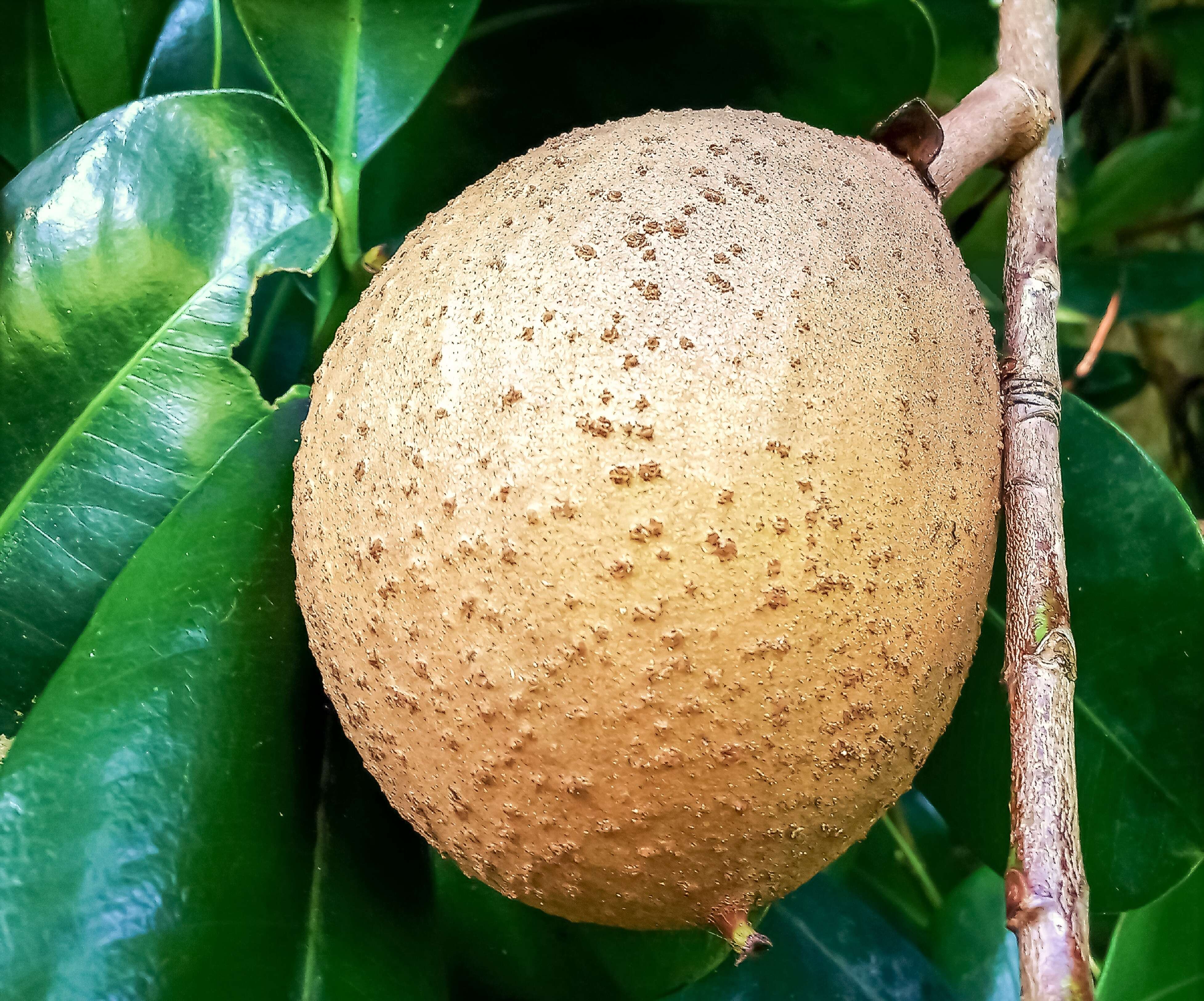 Image de Abricotier des Antilles