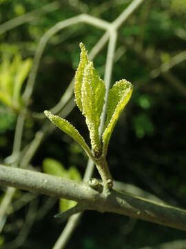 Image of Japanese callicarpa