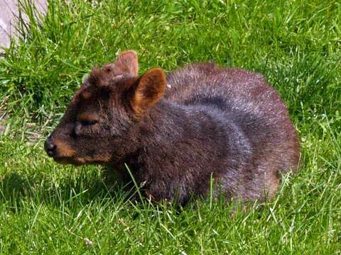 Image of Pudú