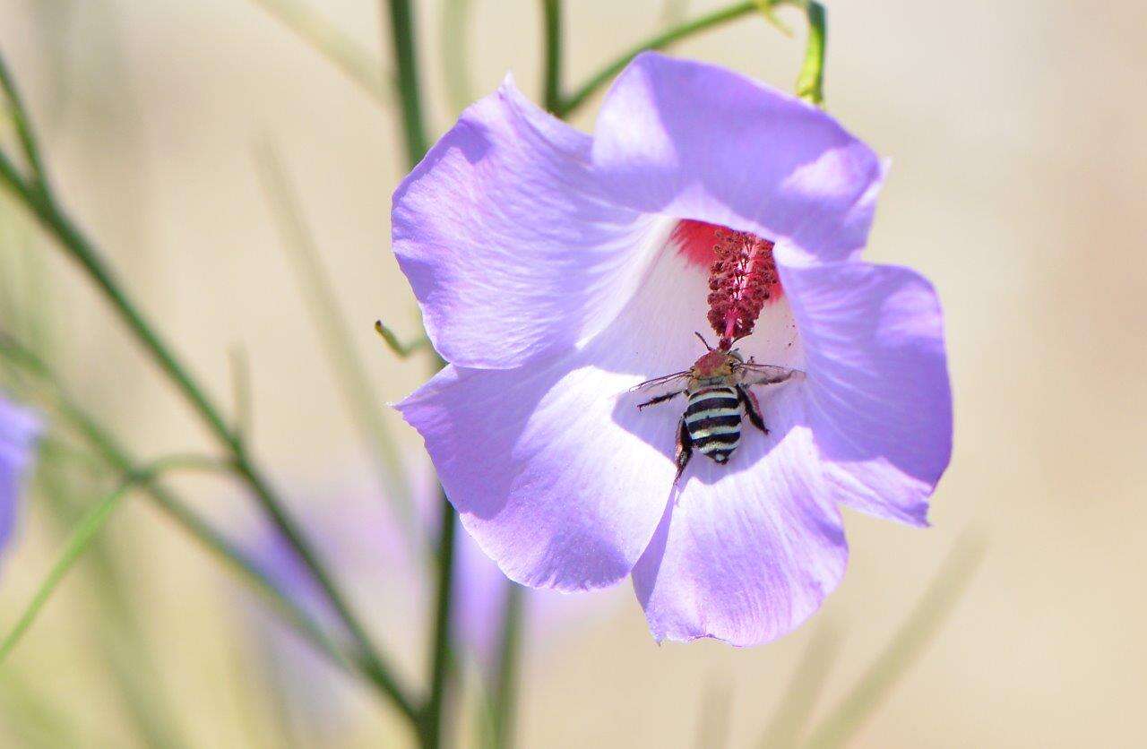 Image of Hibiscus hakeifolius Giordano