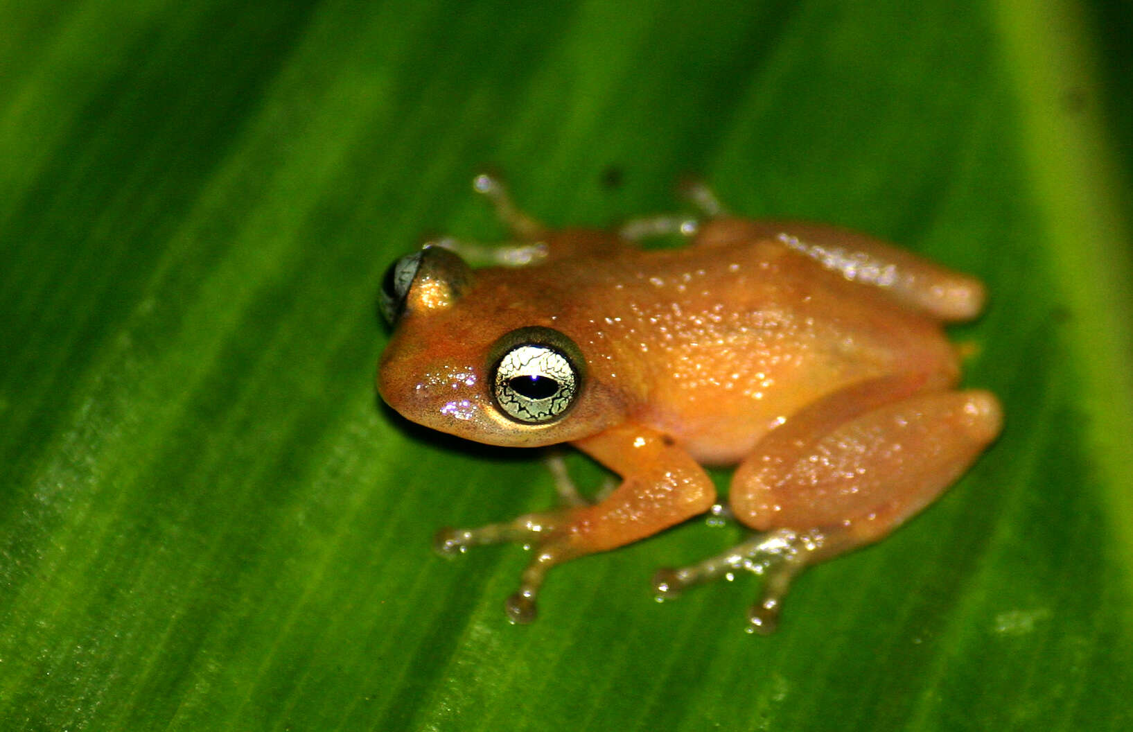 Image of Raorchestes uthamani Zachariah, Dinesh, Kunhikrishnan, Das, Raju, Radhakrishnan, Palot & Kalesh 2011