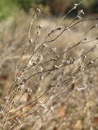 Image of field cudweed