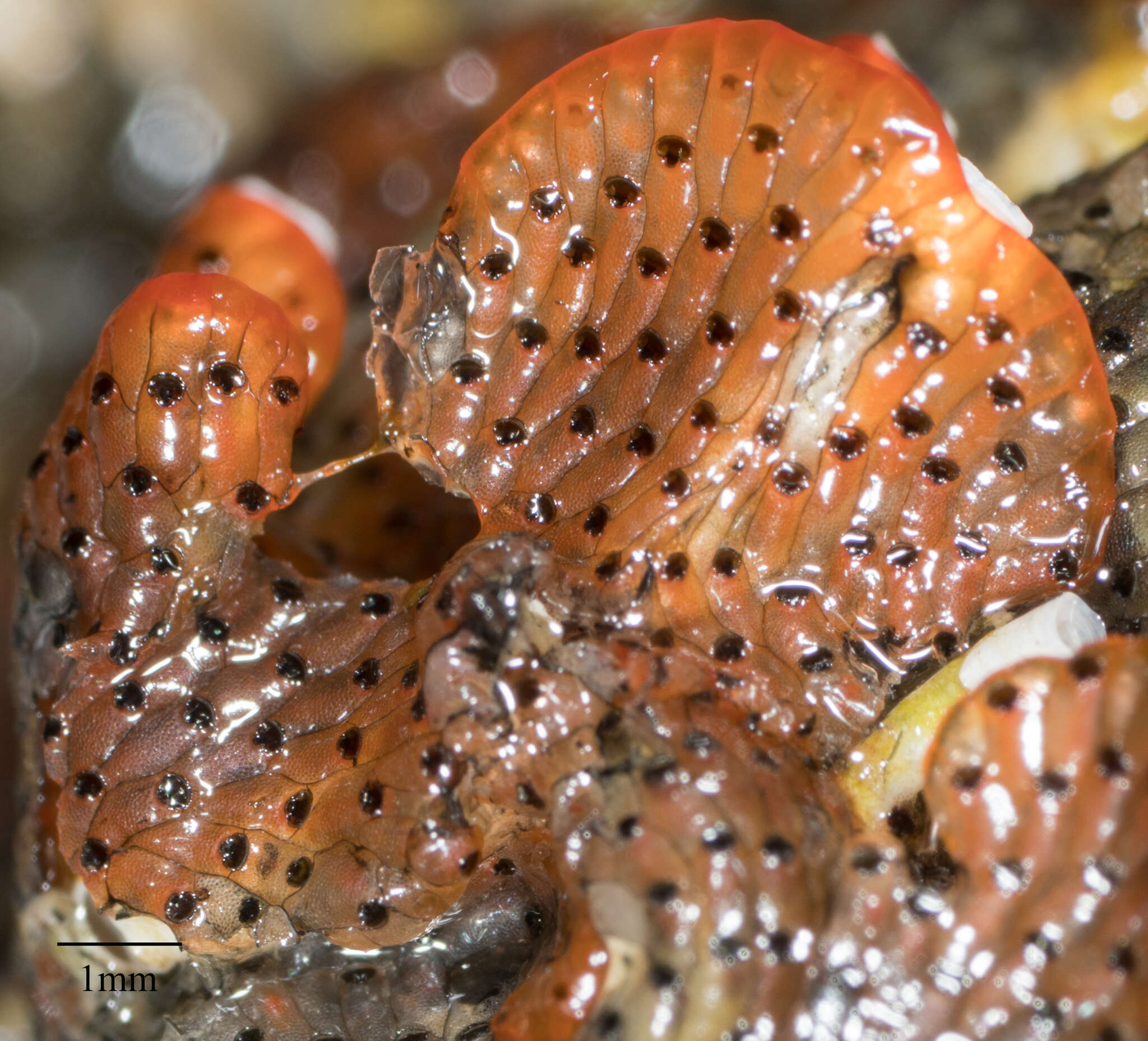 Image of Marine bryozoan