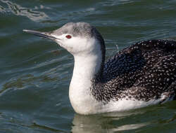 Image of Red-throated Diver