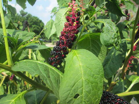 Слика од Phytolacca acinosa Roxb.