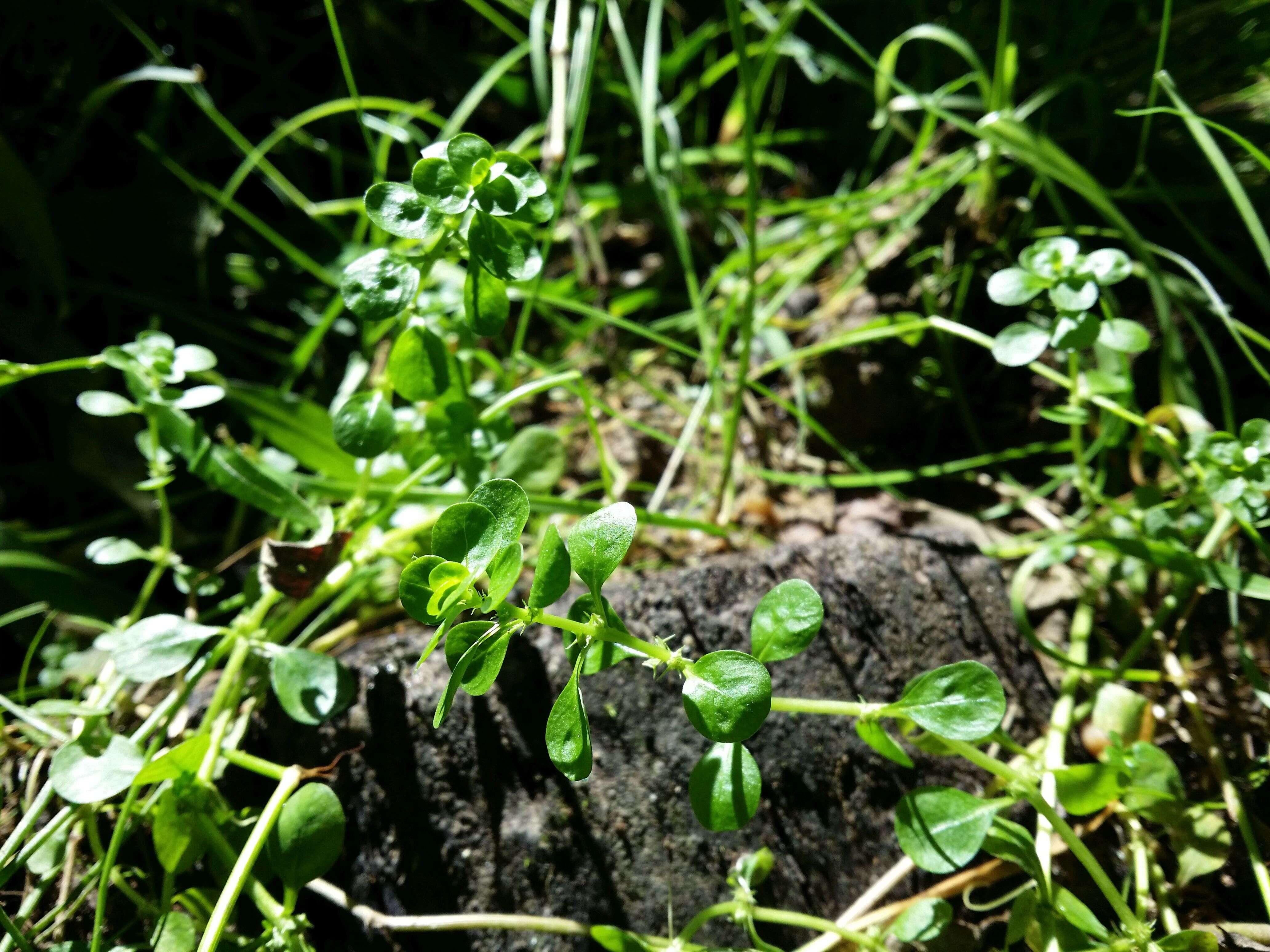 Image of Spatulaleaf Loosestrife