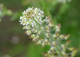 Image of field pepperweed