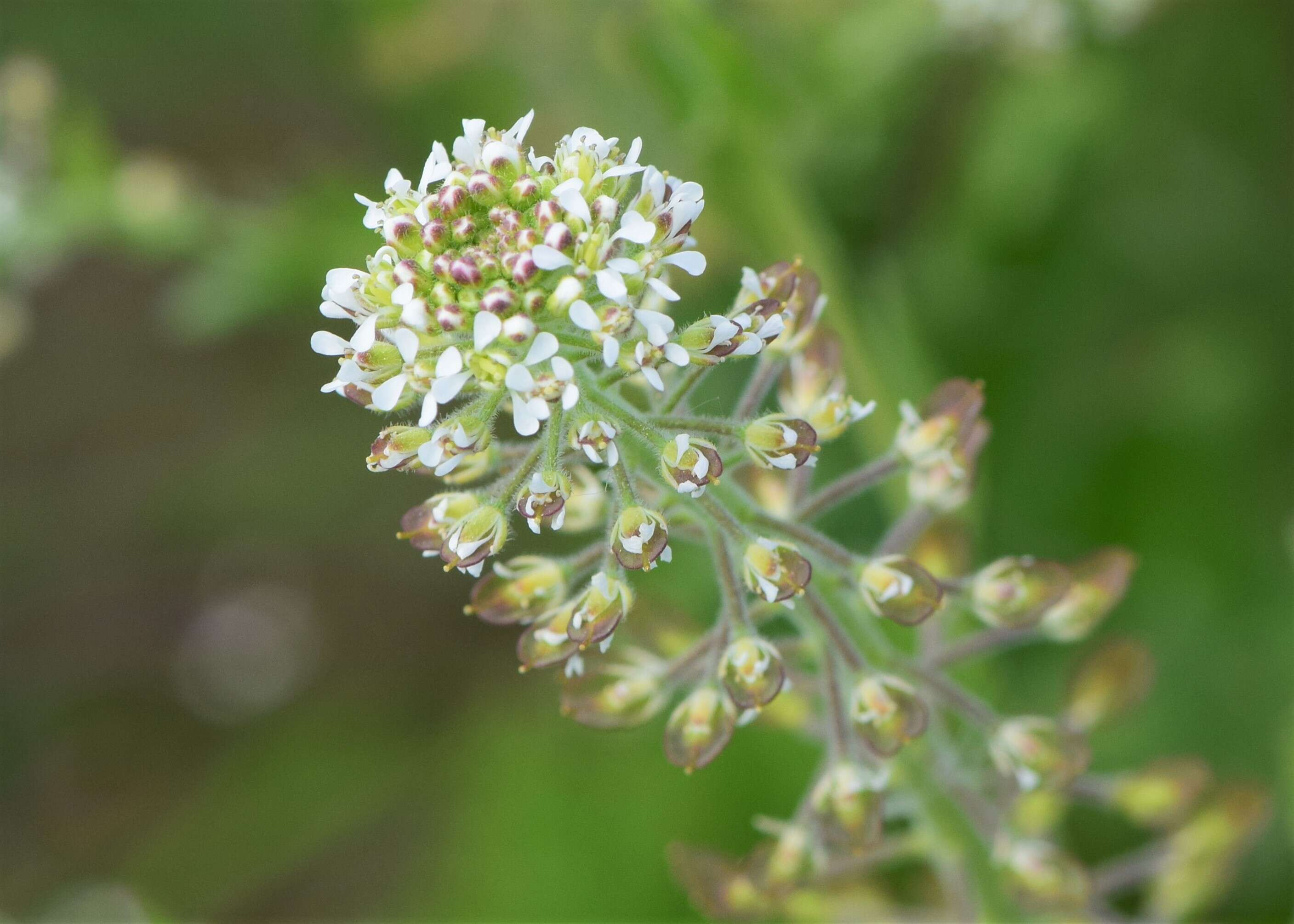 Image of field pepperweed