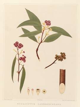 Image de Eucalyptus lansdowneana F. Müll. & J. E. Brown