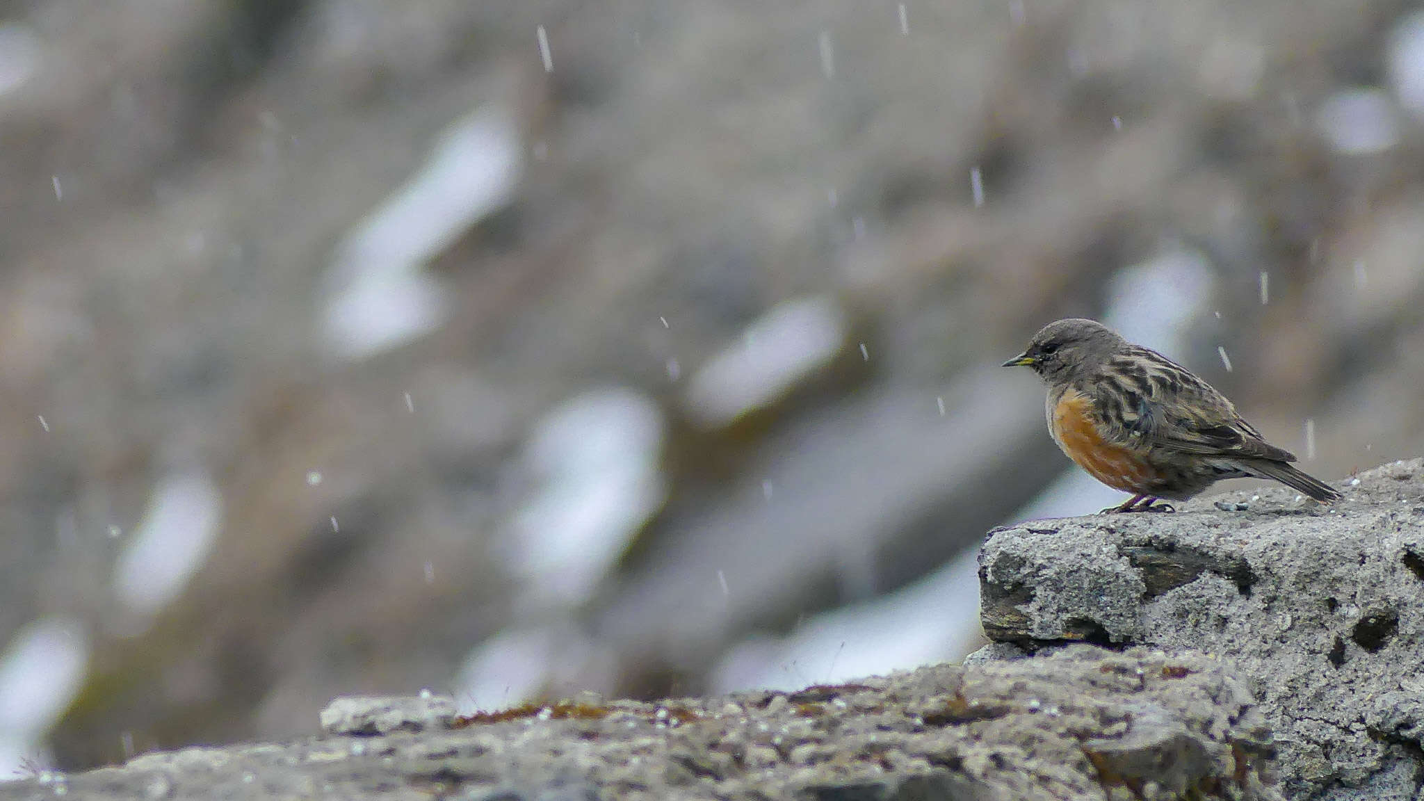 Image of Alpine Accentor