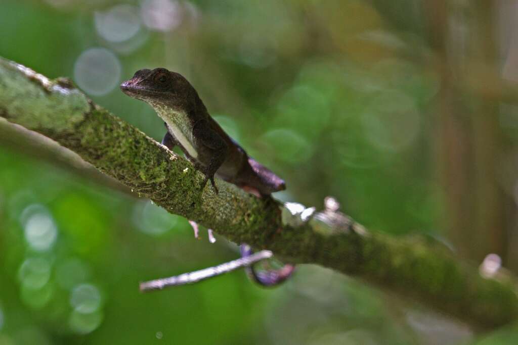 Image of Sagua de Tanamo  Anole