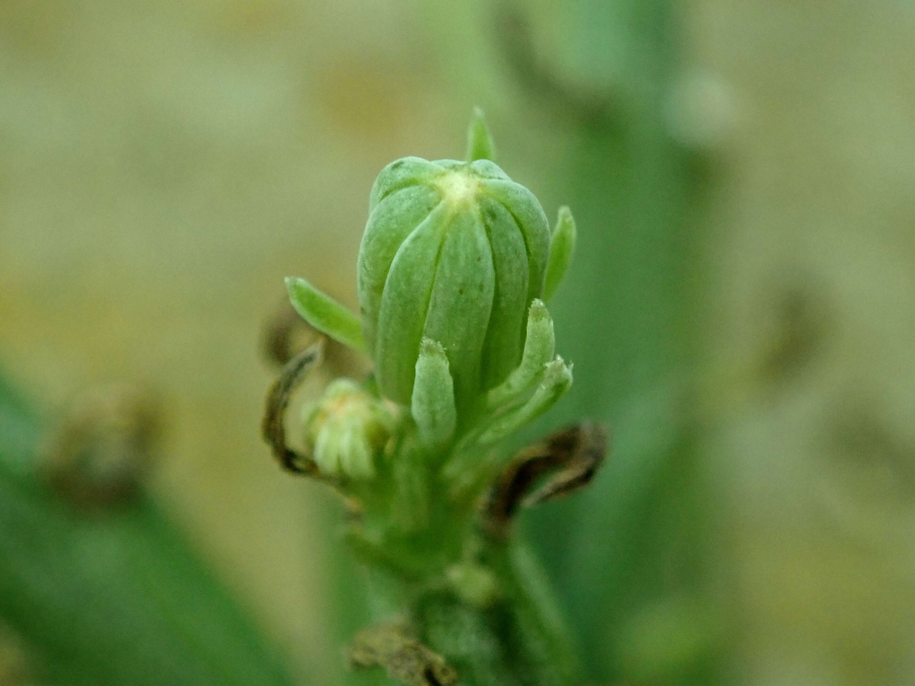 Image of Kleinia madagascariensis (Humbert) P. Halliday