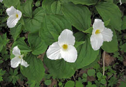 Image of White trillium