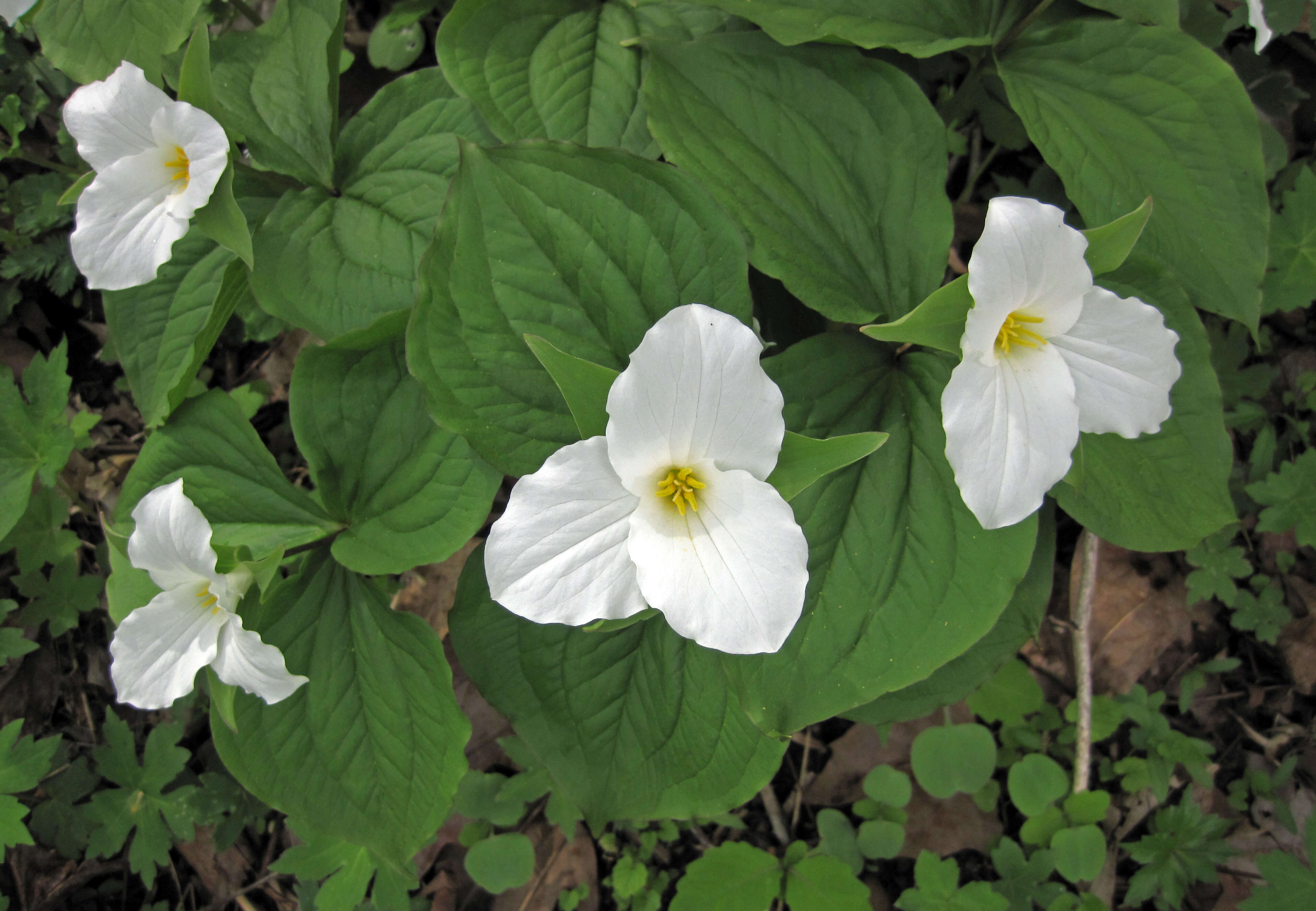 Imagem de Trillium grandiflorum (Michx.) Salisb.