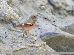 Image of Mongolian Finch