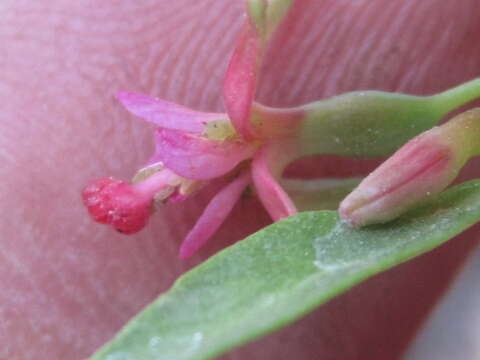 Image of Fuchsia lycioides Andr.