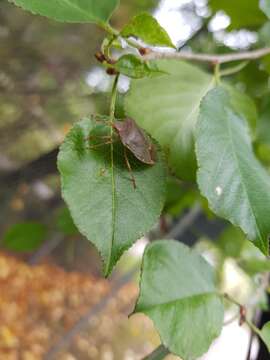 Image of Green shield bug