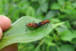 Image of Marsdenia volubilis (L. fil.) Cooke