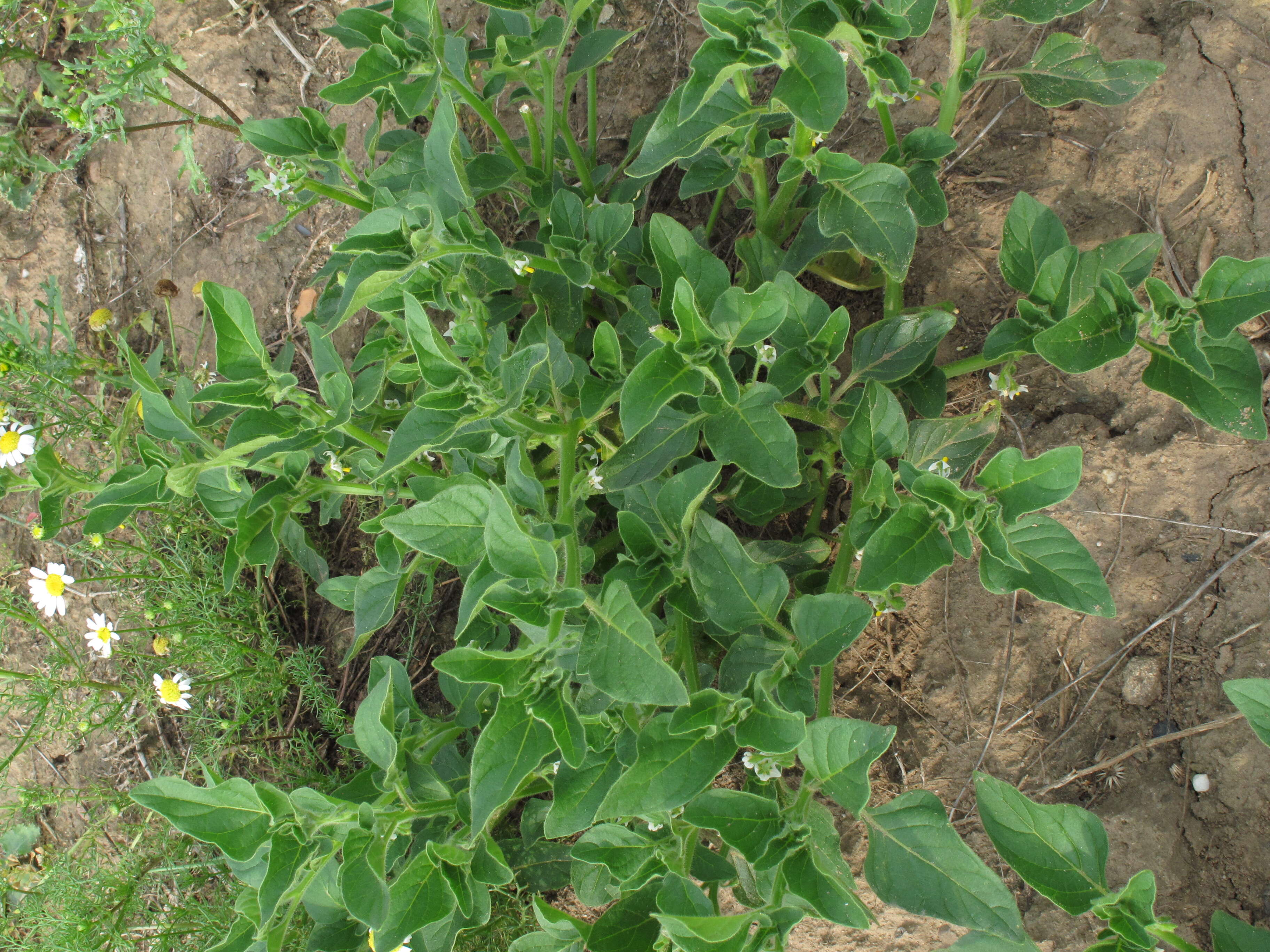 Image of hoe nightshade