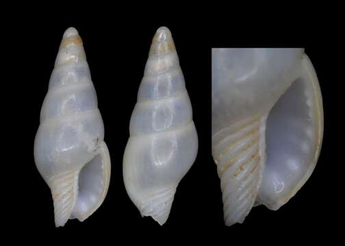 Image of Mitrella deforgesi K. Monsecour & D. Monsecour 2016