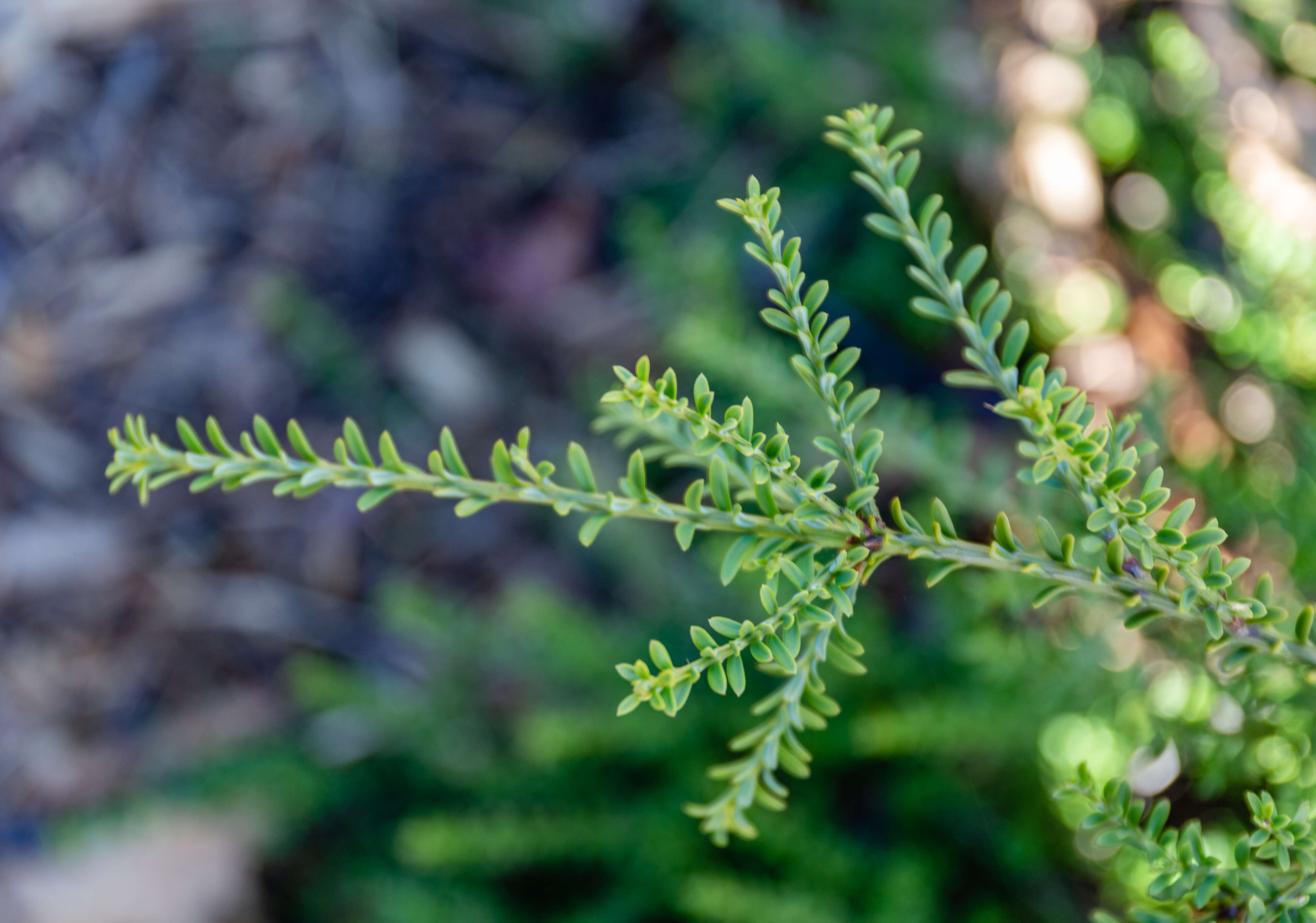 صورة Podocarpus nivalis Hook.