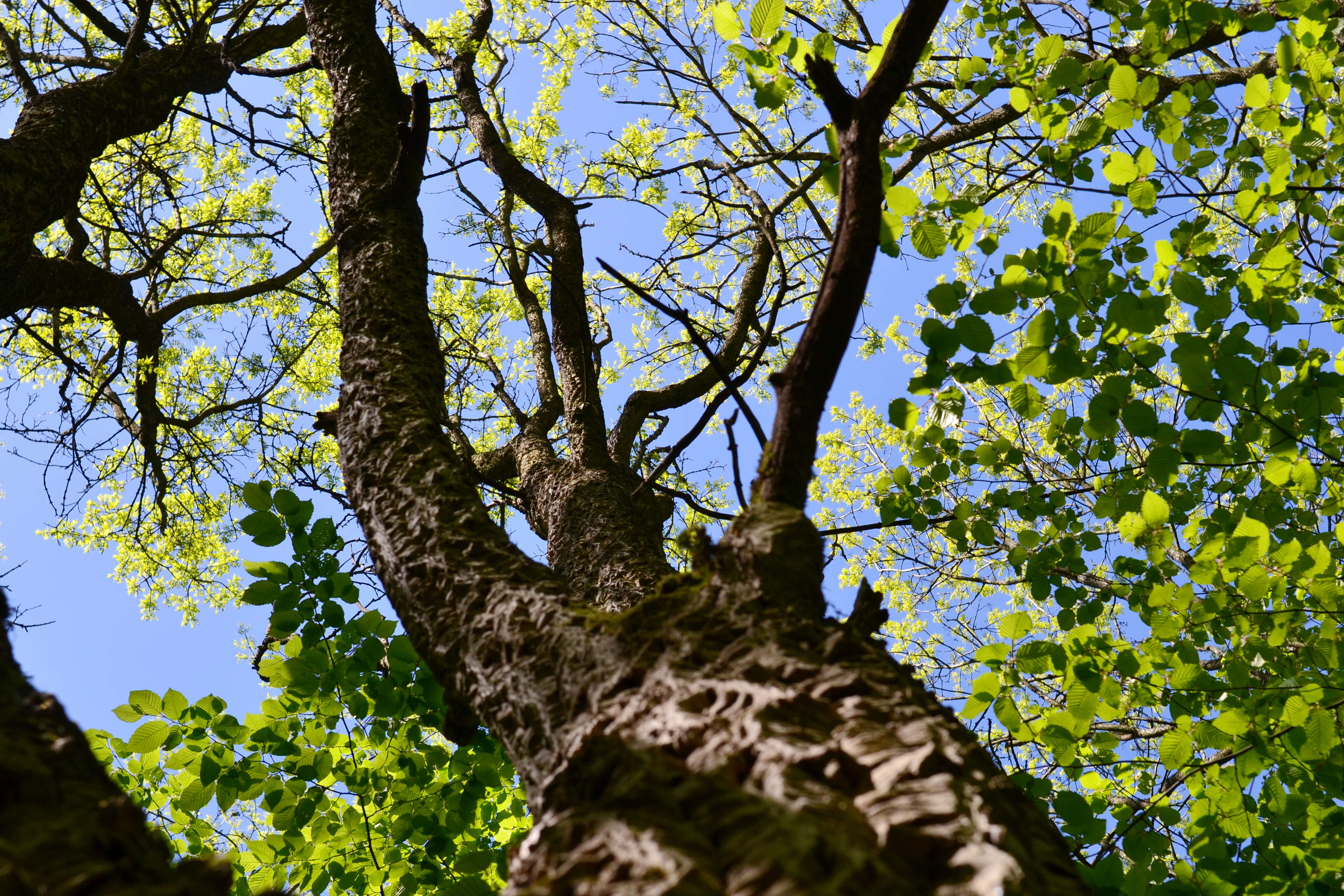 Image of corktree