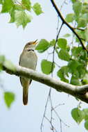 Image of nightingale, common nightingale