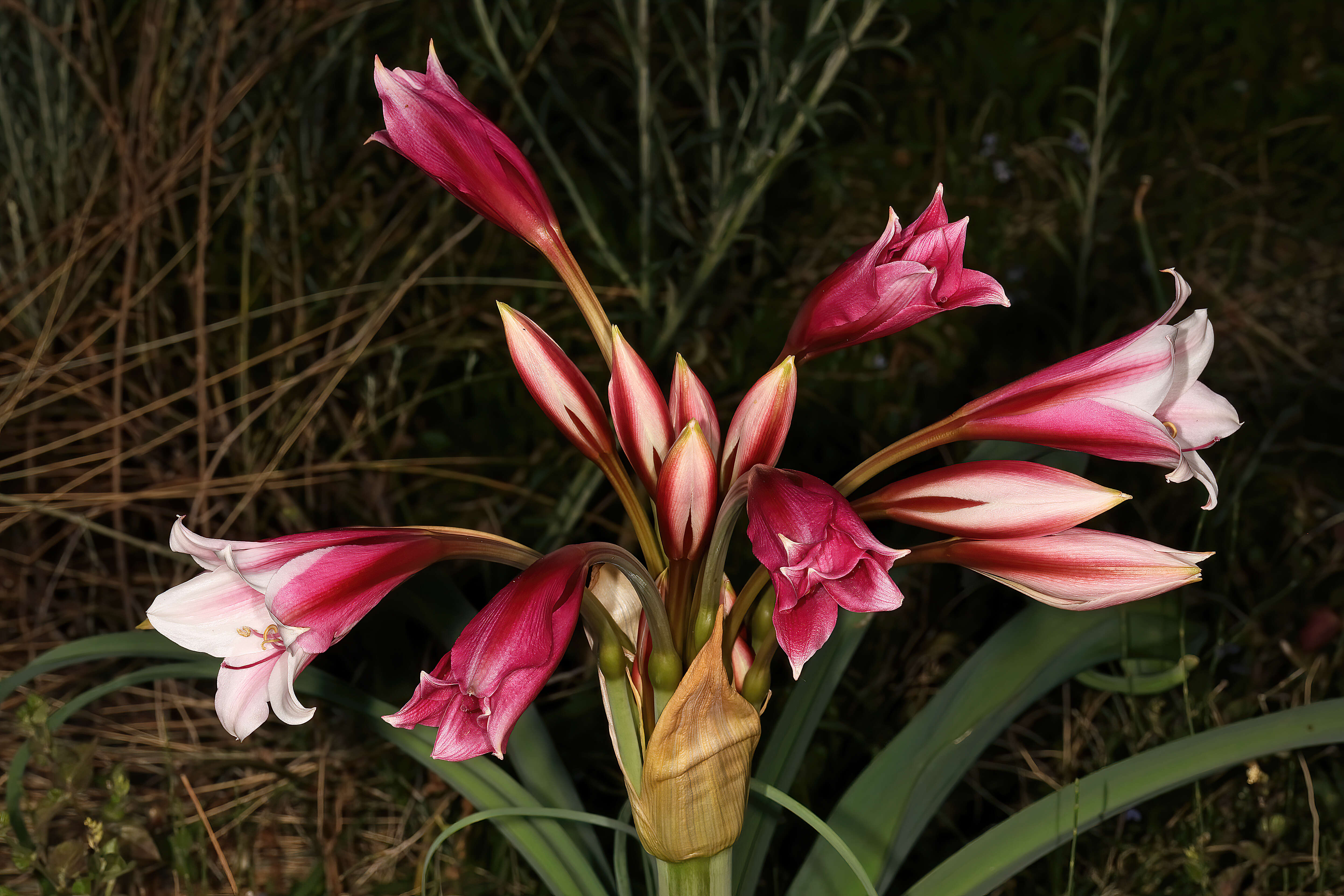 Image de Crinum bulbispermum (Burm. fil.) Milne-Redh. & Schweick.