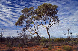 Image of Red Mallee