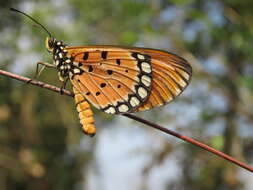 Image of Acraea terpsicore