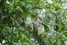 Image of Honey Locust