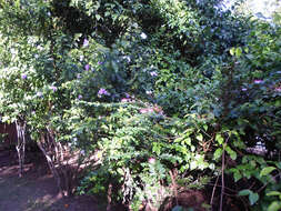 Image of largeflower brunfelsia