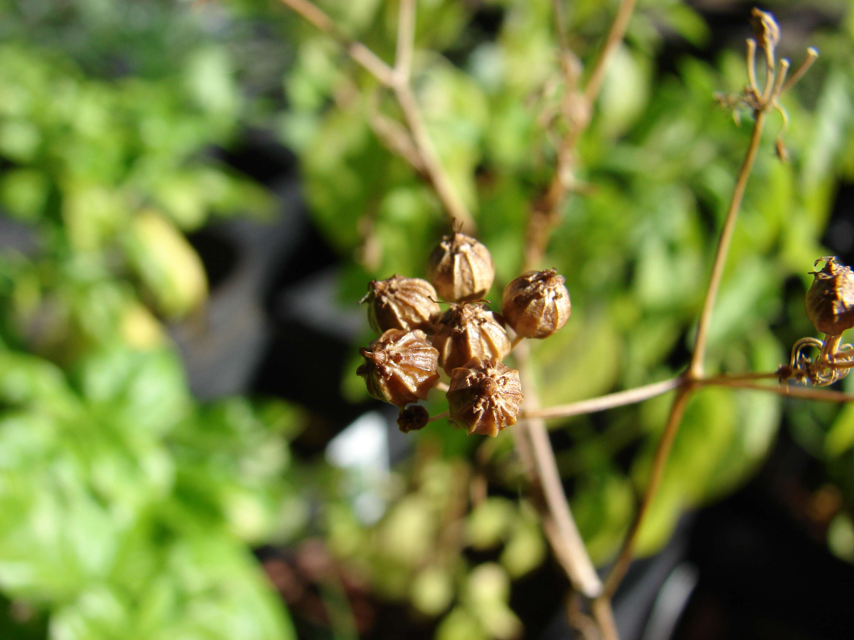 Image of coriander