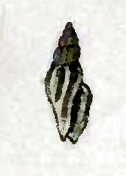Image of Tenaturris merita (Hinds 1843)