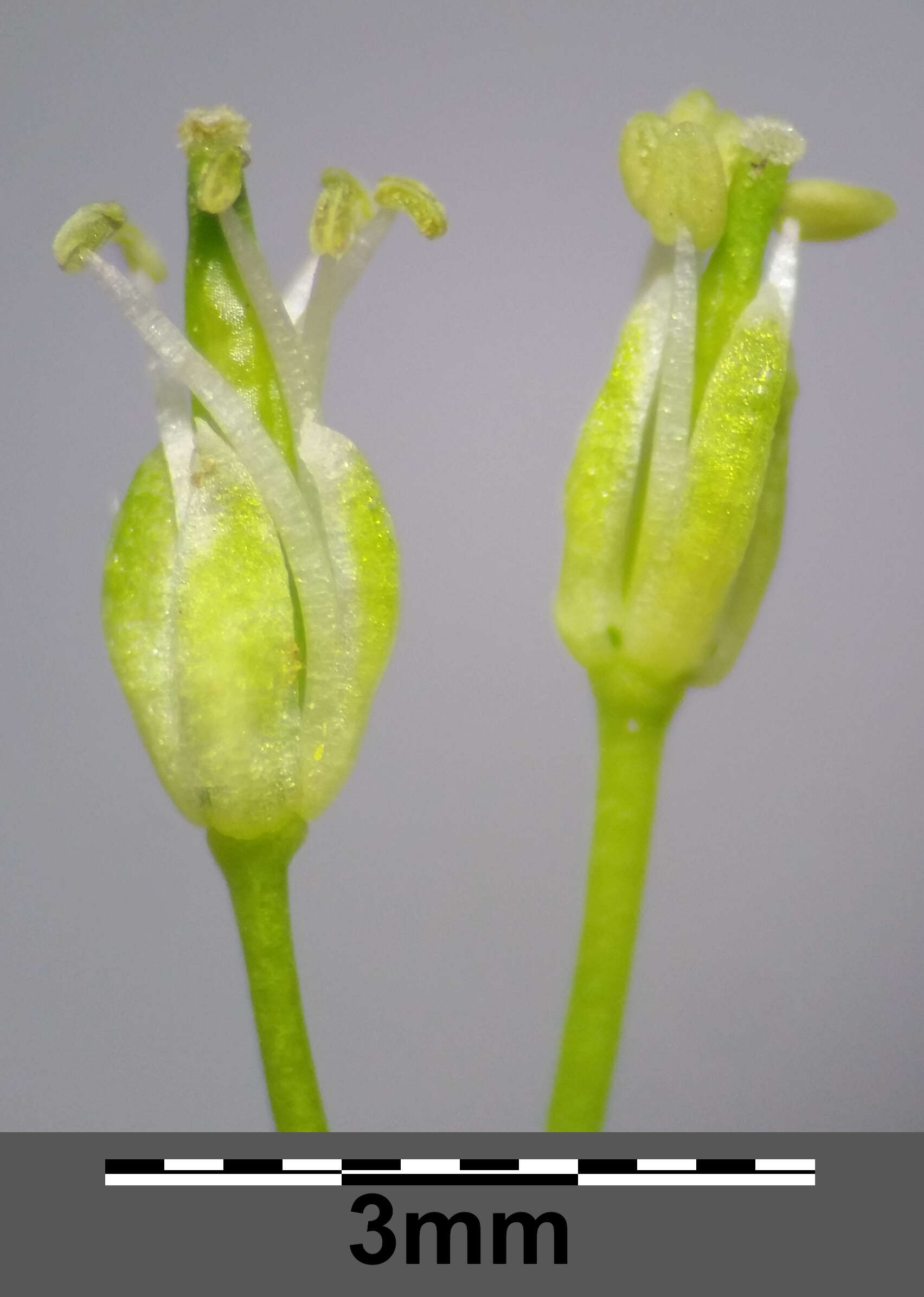 Image of Narrow-leaved Bittercress