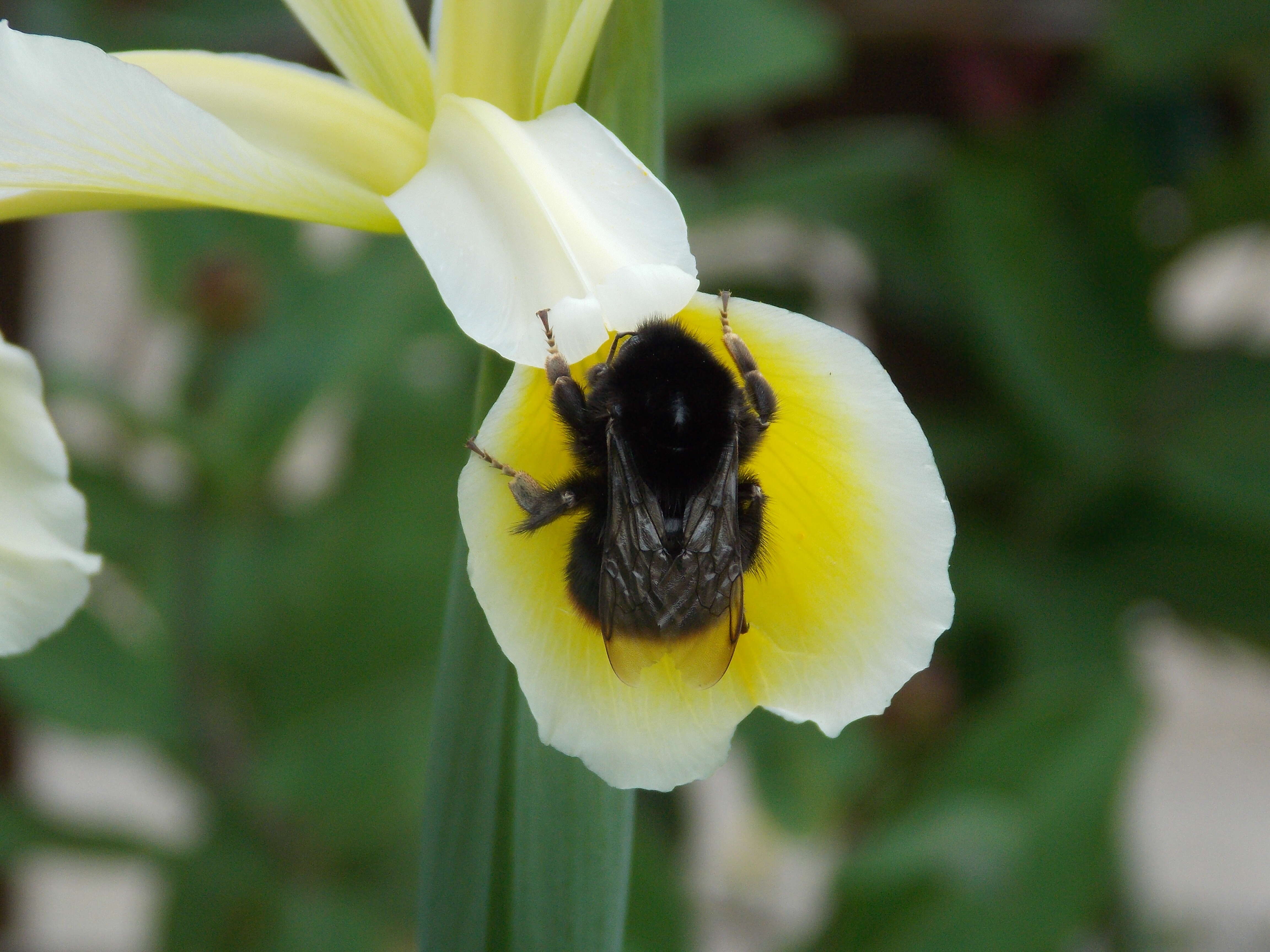 Image de Iris orientalis Mill.