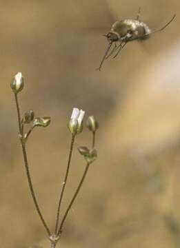 Image of Bear Valley sandwort