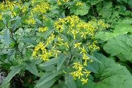 Image of wood ragwort