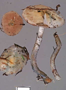 Image of Stropharia caerulea Kreisel 1979