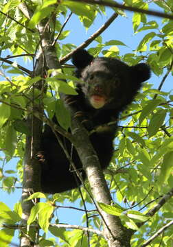 Image de Ursus thibetanus formosanus Swinhoe 1864