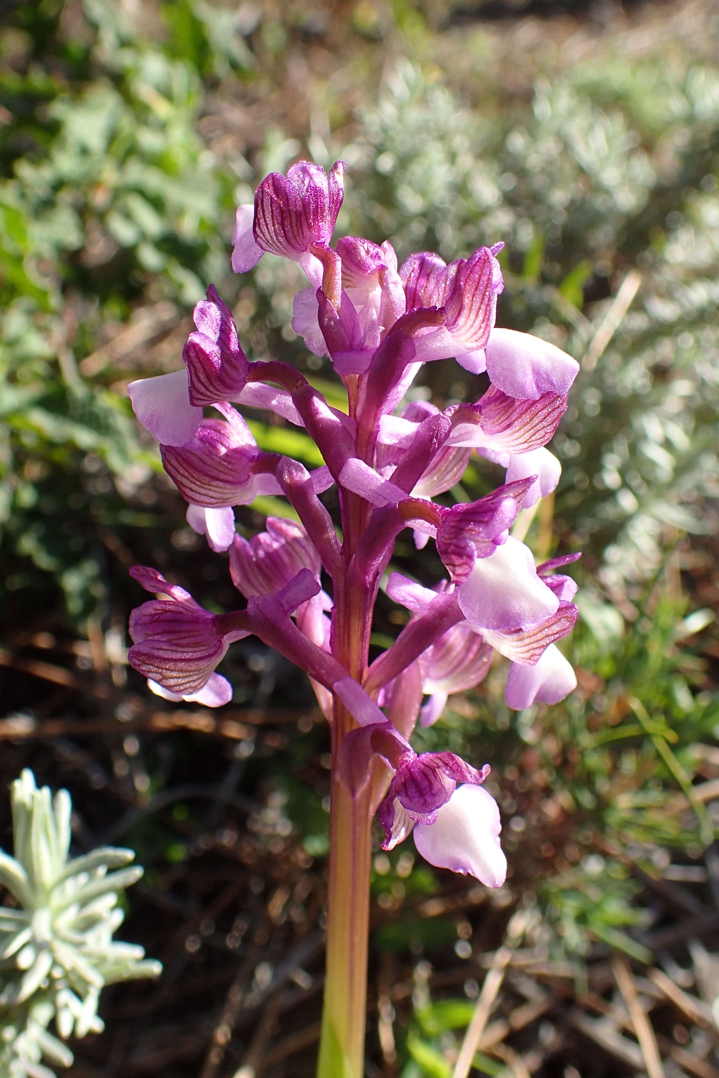 Image of Anacamptis morio subsp. syriaca (E. G. Camus) H. Kretzschmar, Eccarius & H. Dietr.